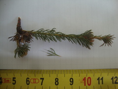 Serruria trilopha