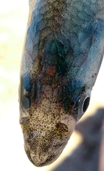 Odontesthes argentinensis