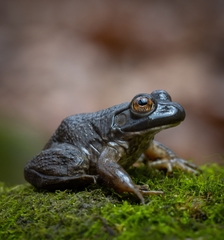 Lithobates catesbeianus