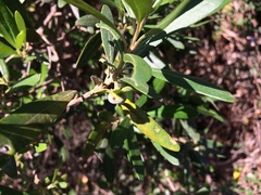 Diospyros dichrophylla