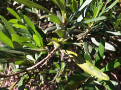 Diospyros dichrophylla