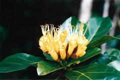 Deplanchea sessilifolia