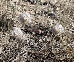 Ptilotus erubescens