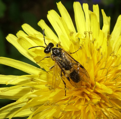Tenthredo talyshensis