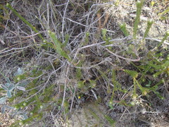 Serruria trilopha