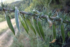 Aspalathus macrocarpa