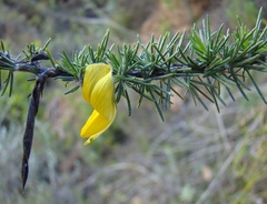 Aspalathus macrocarpa