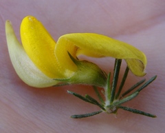 Aspalathus macrocarpa