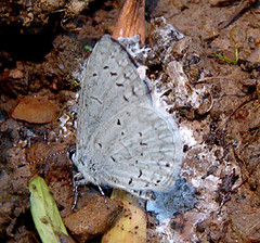 Celastrina neglectamajor