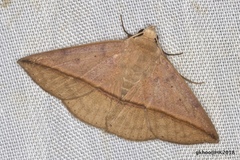 Ugia purpurea