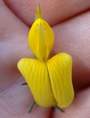 Aspalathus macrocarpa