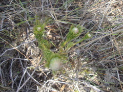 Serruria trilopha