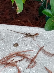 Anolis sagrei