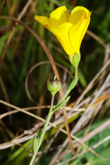 Linum maritimum