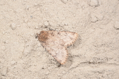 Amphipyra effusa