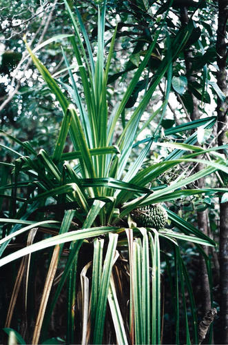 Pandanus balansae observed 2004-08-08