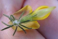 Aspalathus macrocarpa