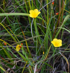 Linum maritimum
