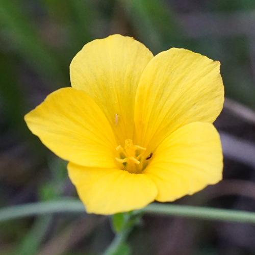 Linum maritimum (Linum maritimum)