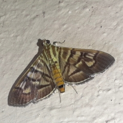 Arthromastix lauralis