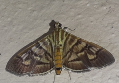 Arthromastix lauralis