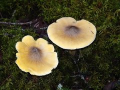 Tricholoma davisiae