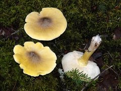 Tricholoma davisiae