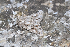 Meganephria bimaculosa