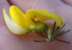 Aspalathus macrocarpa