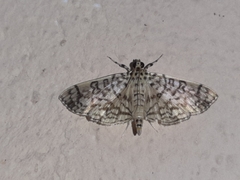 Haritalodes