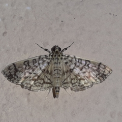 Haritalodes