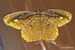 Pareumelea eugeniata