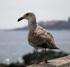 Larus dominicanus