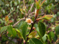 Litsea glaucescens