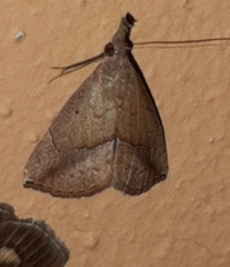Hypena porrectalis