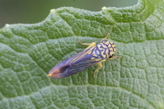 Dilobopterus costalimai