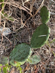 Opuntia mesacantha