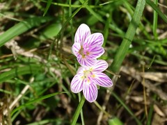 Claytonia virginica