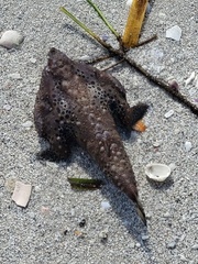 Ogcocephalus