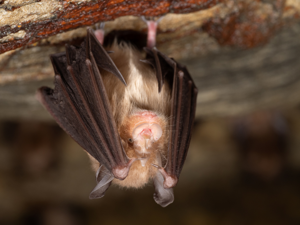 Little Japanese Horseshoe Bat