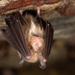 Little Japanese Horseshoe Bat - Photo (c) Ryosuke Kuwahara, some rights reserved (CC BY-NC), uploaded by Ryosuke Kuwahara