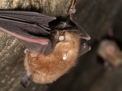 Rhinolophus cornutus