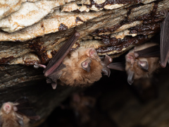 Rhinolophus cornutus