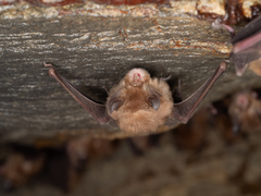 Rhinolophus cornutus