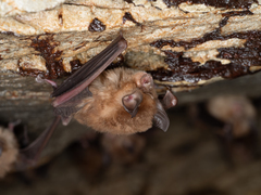 Rhinolophus cornutus