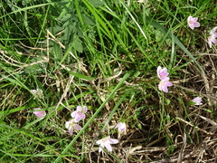 Claytonia virginica