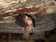 Rhinolophus cornutus