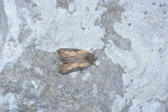 Bryophila raptricula