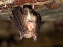 Rhinolophus cornutus