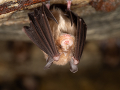 Rhinolophus cornutus